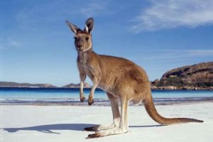 Australian kangaroo