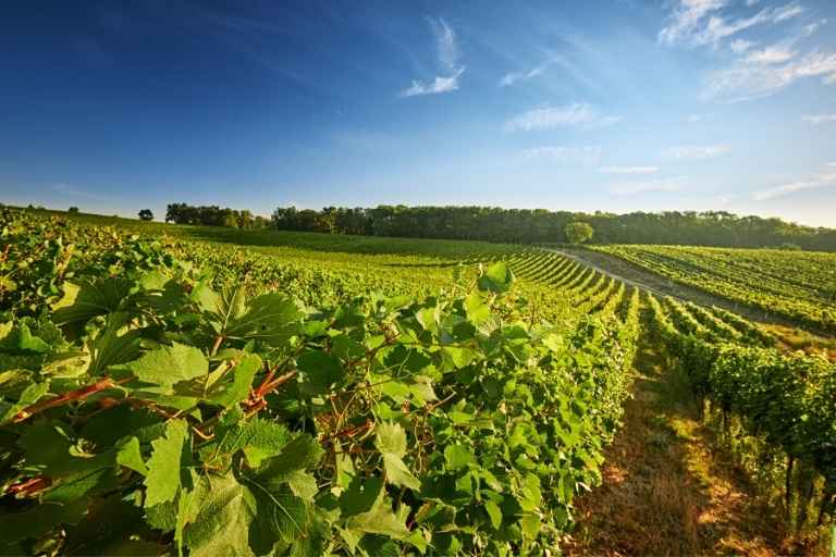 Wine region Barossa Valley