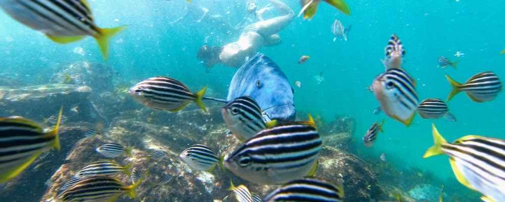 Manly Snorkelling Tour