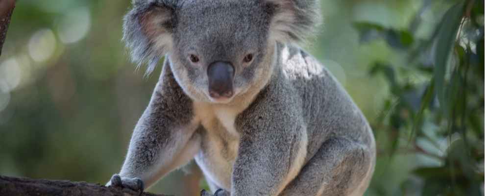 Billabong Koala Reserve