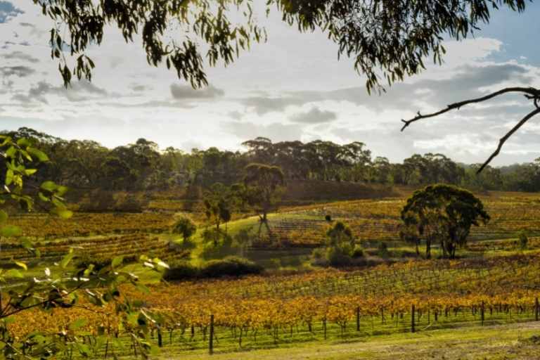 South Australia Vineyards