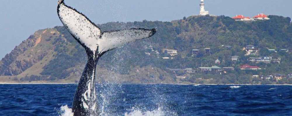 Whale Watching from Byron Bay