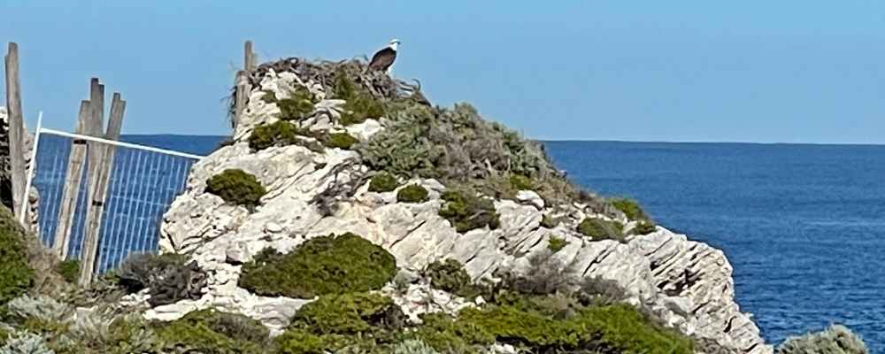 The Osprey on Rottnest Island