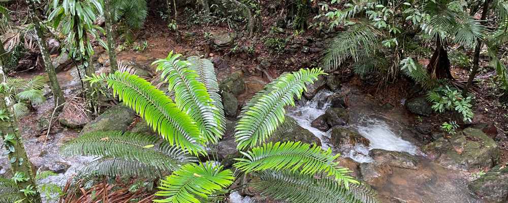 Daintree Rainforest tropical plants