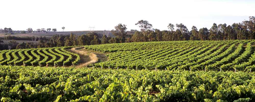 HUnter Valley vineyards