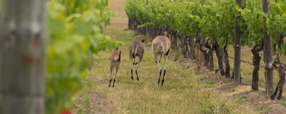 Kangaroos love vineyards in the Hunter Valley