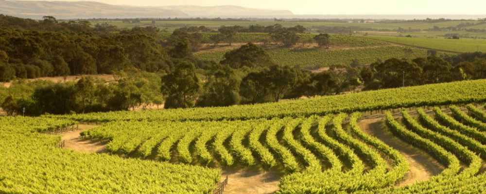 McLaren Vale