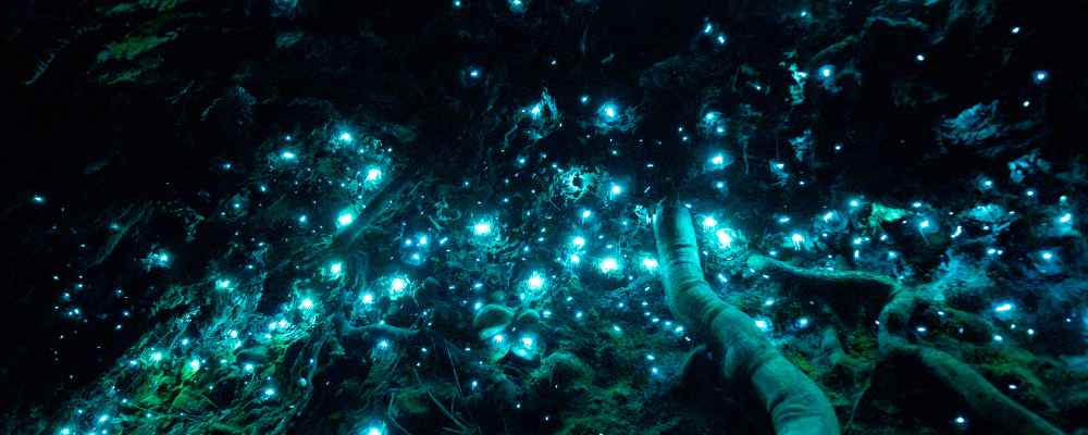Glow worms