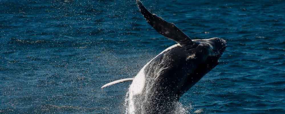 Sydney Whale Watching Cruise