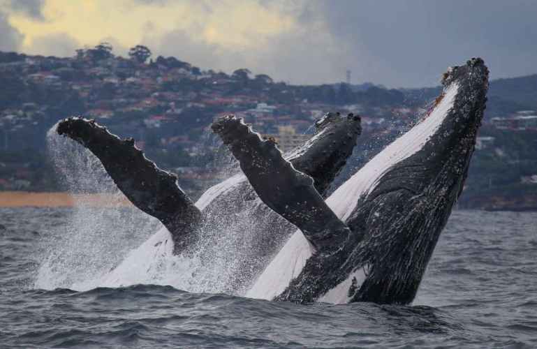 Whale Watching in Sydney