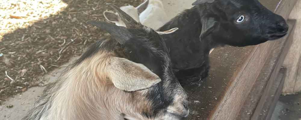 Goats at the Farmyard