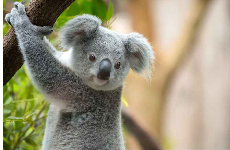 Koala at Symbio Wildlife Park