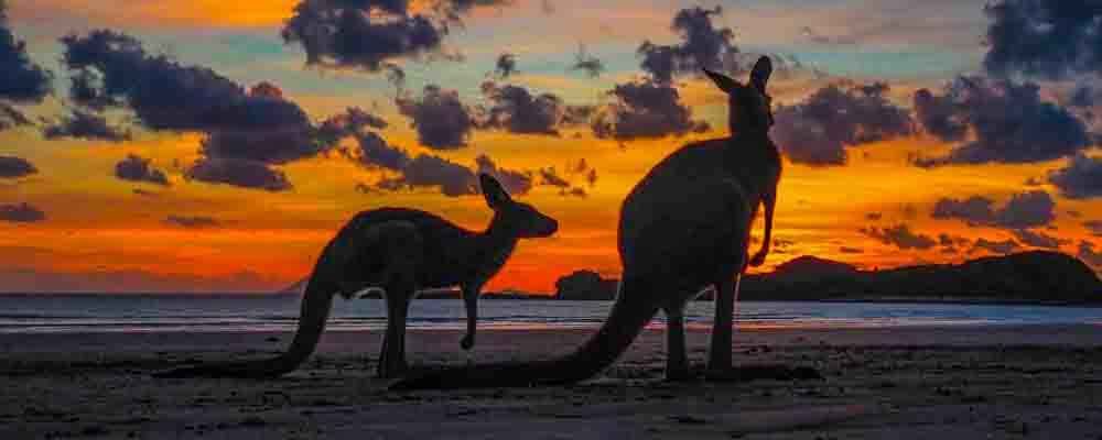 Kangaroos at Cape Hillsborough