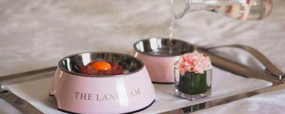 Luxury Hotel Review - Langham Hotel Sydney 4 Pampered Pet Program at The Langham